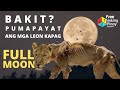 EPEKTO NG FULL MOON SA MGA HAYOP | Why Do Some Animals Behave Strangely During Full Moon