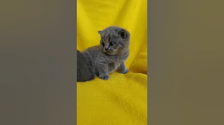 Video 3377881: britishshorthair scottishfold cat, scottish british cat, scottishfold cats catlover