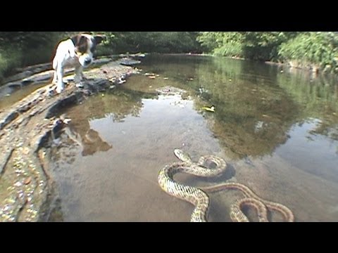 Jack Russell Terrier vs. Snake