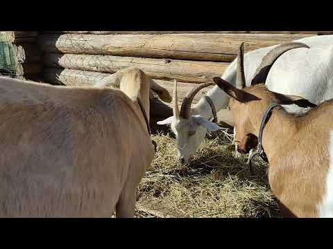 Wideo: Co Przyniesie Nam Rok Niebieskiej Kozy?