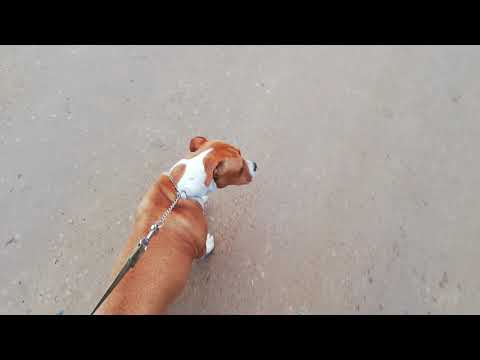Video: Velso Terjero šunų Veislė Hipoalerginė, Sveikatos Ir Gyvenimo Trukmė