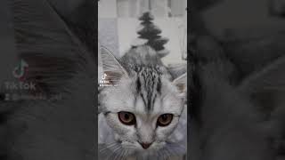 Хорошенький Котёнок 🐾