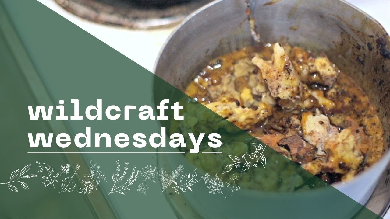 Плавление сосновой смолы в смолу | Ten Lairs Deep | Wildcraft Wednesday