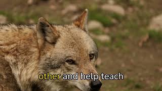 "5 Fun Facts for Kids About Arctic Wolves!"