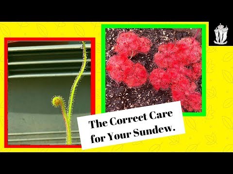 Video: Round sundew: description, application, useful properties, reproduction