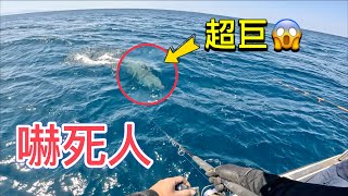 那一年我們追的大魚(純船拋水表炸裂) Topwater Explosion of Amberjack in Taiwan #赫馬士 #路亞 #船拋 #carpenter