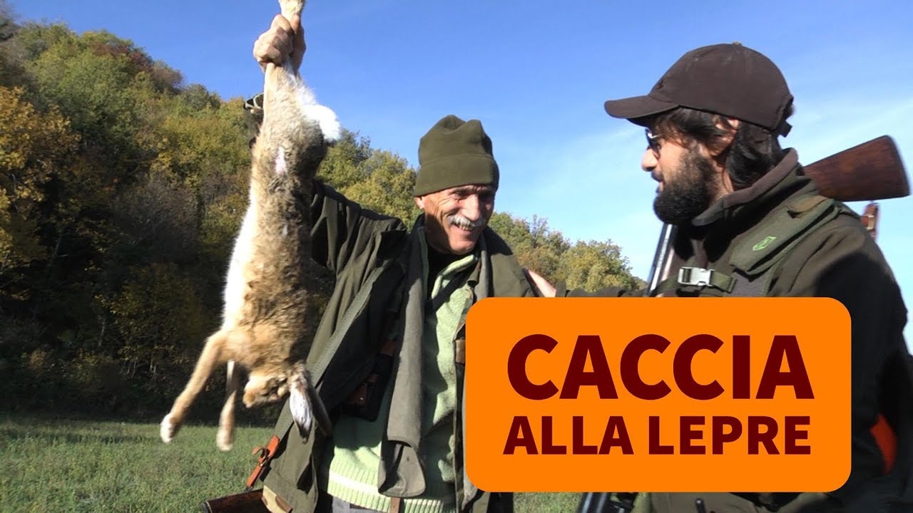 Caccia alla lepre in montagna con