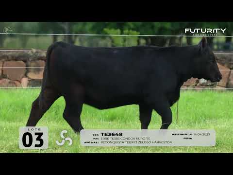 LOTE 03   TAT TE3648 F Angus