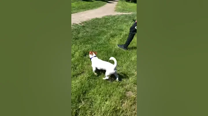 JACK RUSSELL HOPPING LIKE A BUNNY