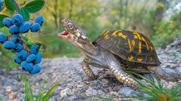 What’s Next for Rockalina?! + Prepping Garden State Tortoise Before We Leave! 