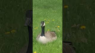 A lone Goose pecking Dandelions while basking in the sun