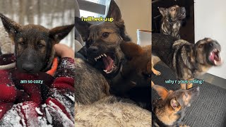 Our Life With Three German Shepherds