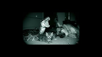 Security Cam Captures Python Taking a cat.I really can