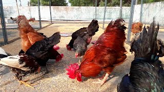 chickens raising backyard