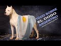 DOGO ARGENTINO - Grabado en el país de origen