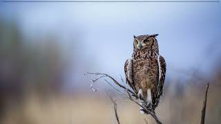 The sounds of Spotted eagle owls Spotted Eagle Owls Calling