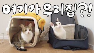 [vlog] The movingout day with the cats of a vet