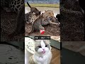 99% People Get This Wrong 🤯 #cat #respect100 #catmeme #respect #respectation #funnycat #respecta