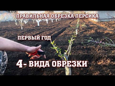 Видео: Правильная обрезка ПЕРСИКА в год посадки/Не допустите ошибки!!!