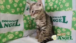ベンガル・ロングヘア 2508032 【ペットショップエンゼル　子犬・子猫販売】