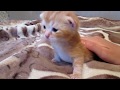 Маленький Шотландский котенок делает первые шаги. Little Scottish kitten takes the first steps.