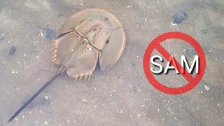 Con so - Rất giống sam nhưng lại độc như cá nóc 😂 (Mangrove horseshoe crab - poisonous species)