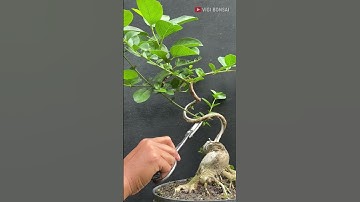 Beautiful Movement, hope it grows up fast