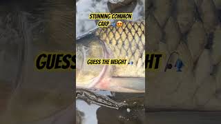 Fish at Golden Harvest #carpfishing #carpfishing #boilies #specimencarp #fishing