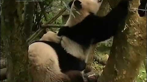 China set to release giant pandas into the wild