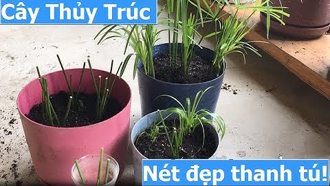Cách làm cho cây Thủy Trúc (Umbrella Plant) luôn tươi tốt, đẹp và xum xuê quanh năm.