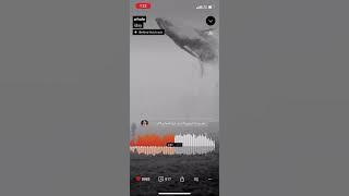 iday - whale