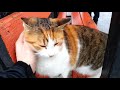 Бездомная кошка просит ласки (Homeless cat asks petting)