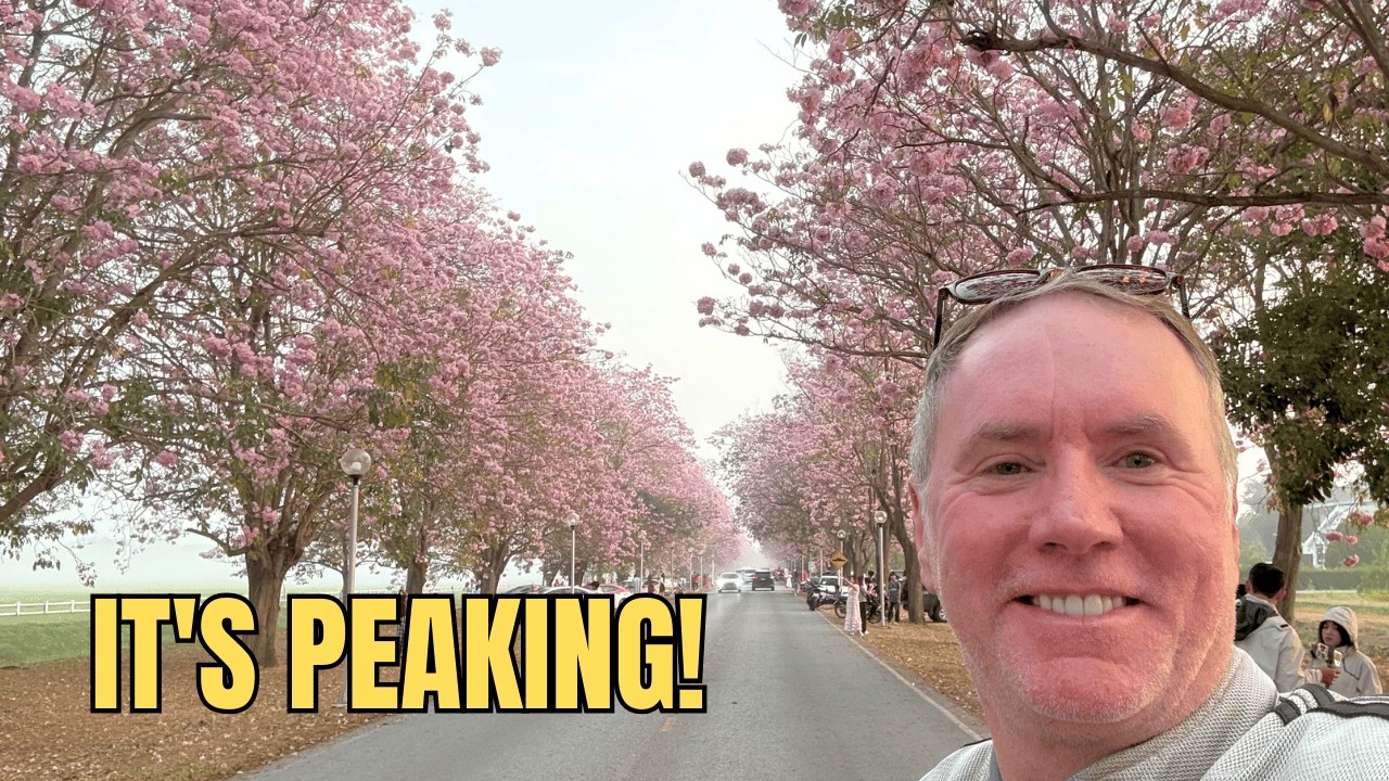 НЕ ПРОПУСТИТЕ! 🌸 Розовый туннель Таиланда (Kasetsart 2026)