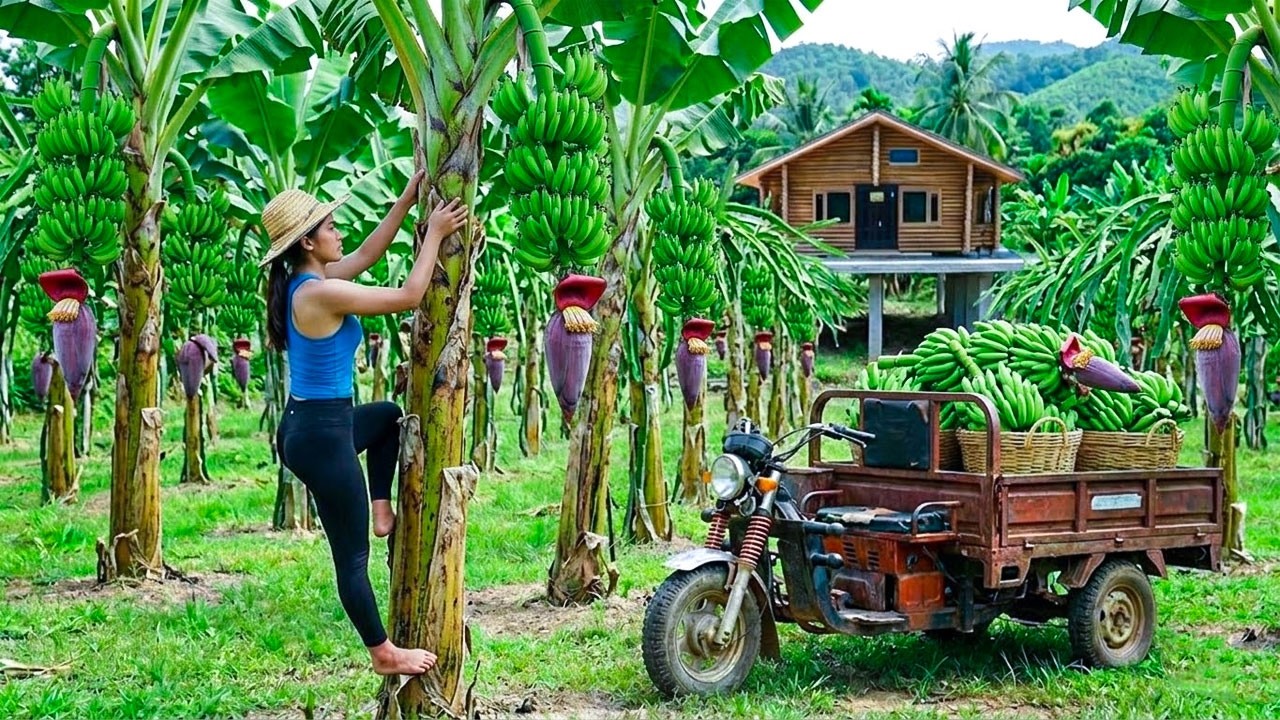 Harvesting Green Wild Bananas and Banana Blossoms from the Forest to Sell at the Local Market