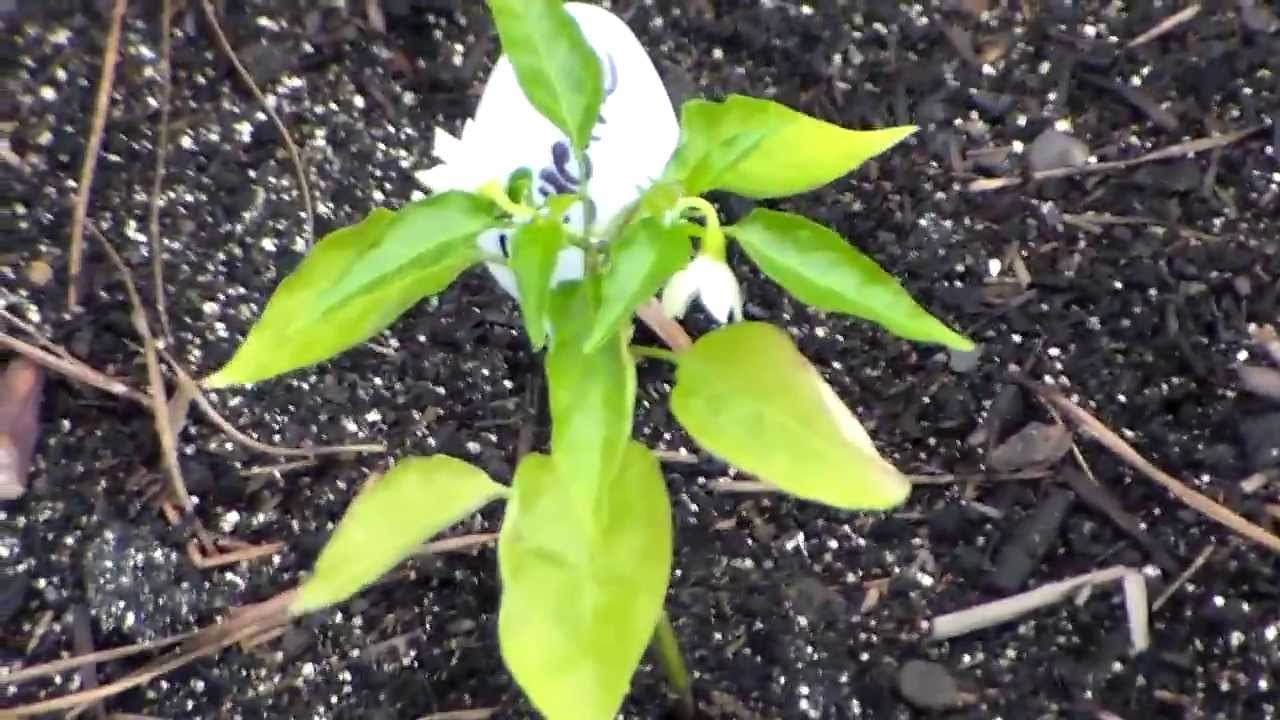 Bone Meal and Blood Meal experiment YouTube