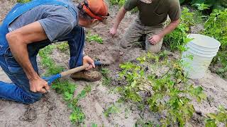 Planting Sweet Potato SLIPS and Digging Fingerling Potatoes