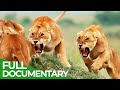 Survive the wild  episode 1 rules of the realm  free documentary nature