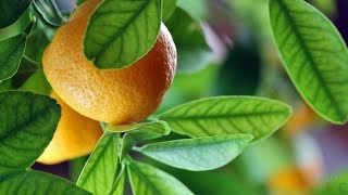 Обучение в Творческой Академии Обучение в Творческой Академии