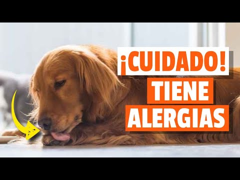 Video: Del veterinario: 4 señales de que tu perro tiene alergias