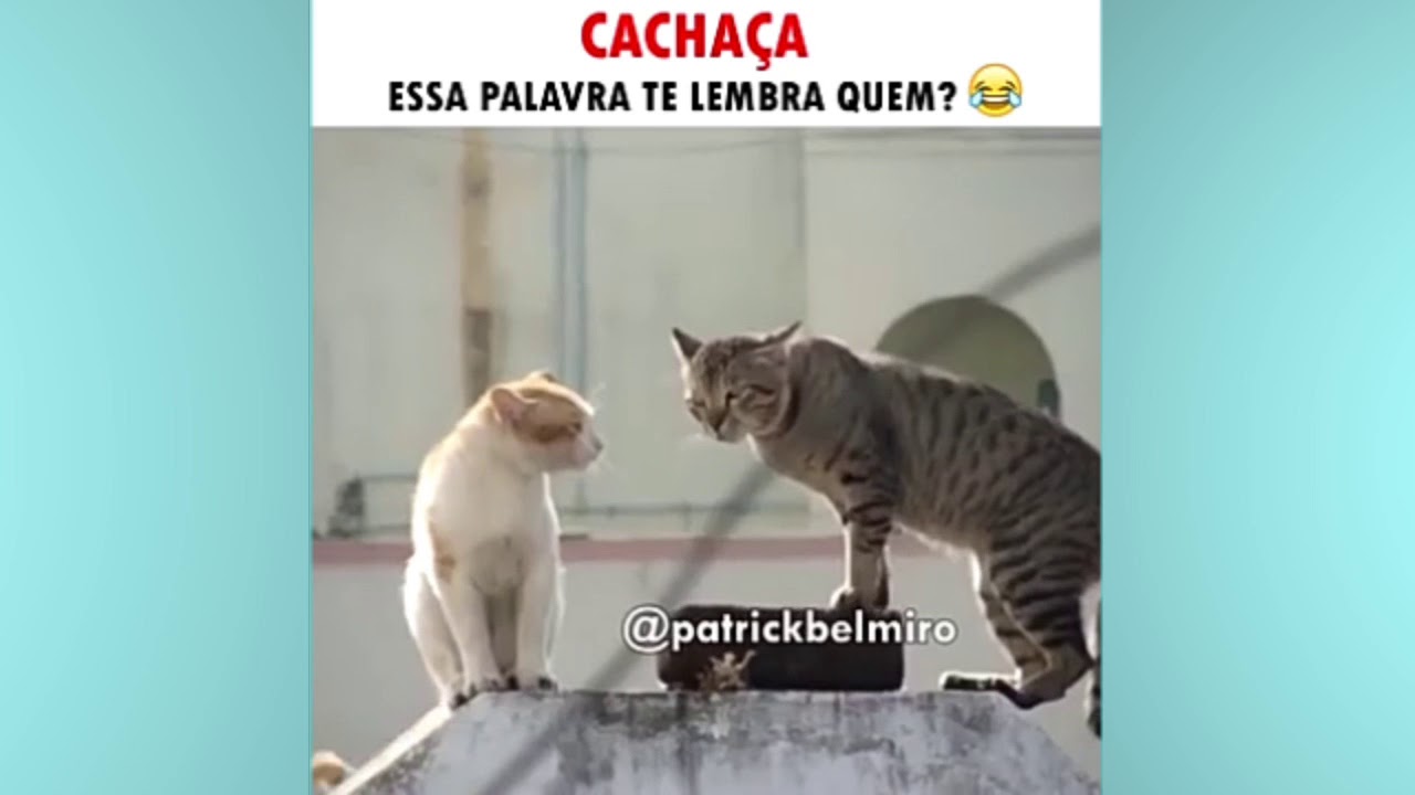 MEME: Gato CACHACEIRO E Padre INSISTENTE - YouTube