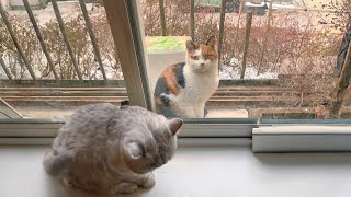 The pregnant stray cat sat quietly, peering into my home through the window, craving a warm shelter. by Paws Bliss Haven 199,185 views 3 days ago 9 minutes, 49 seconds