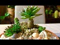 Mini Dish Garden Succulent Arrangement