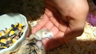 Tiny baby roborovski hamster explores my hand...then mommy hamster carries her away!