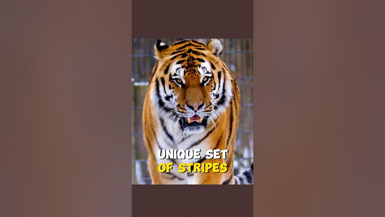 Nature's Unique Fingerprints: Tiger Stripes Revealed #shorts #trending  #viral #facts 