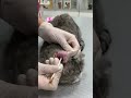Как чистить уши кошки