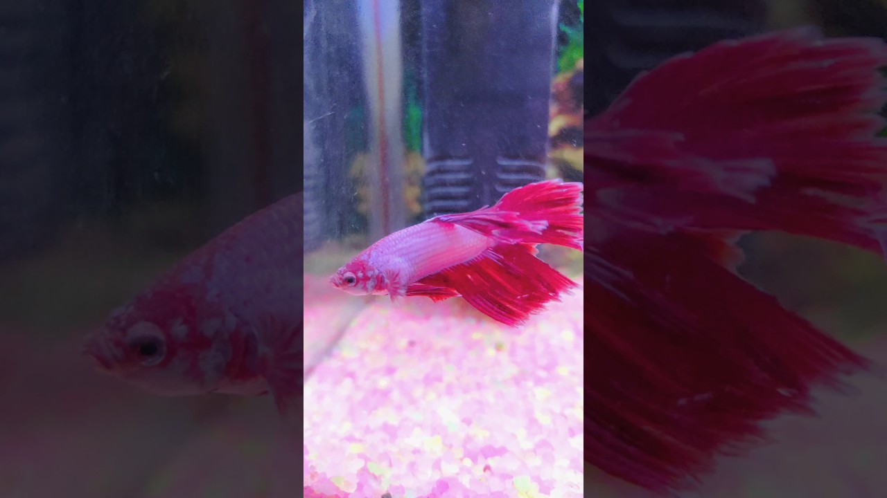 How To Care For Betta Active Hogai (Betta Fish) 