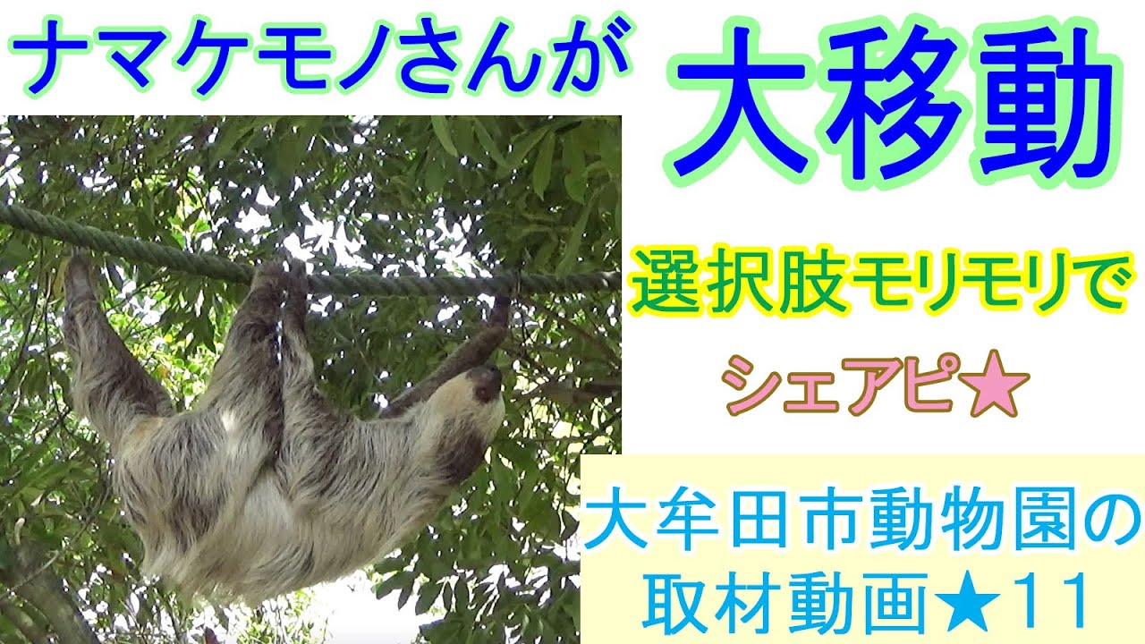 ナマケモノさんが大移動☆選択肢モリモリでシェアピ☆大牟田市動物園の