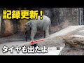 大幅に記録更新！タイヤもリニューアルでアルンルン♪（上野動物園 2021/9/26）