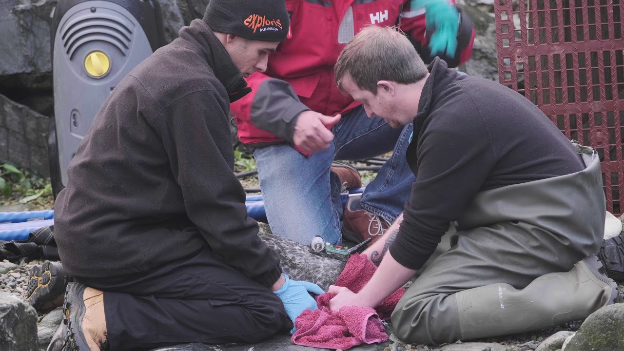 Tracking Seals to Improve Cross-Border Conservation Strategies - Sea Monitor Project