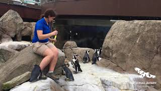 Penguins Bursting Bubbles screenshot 5